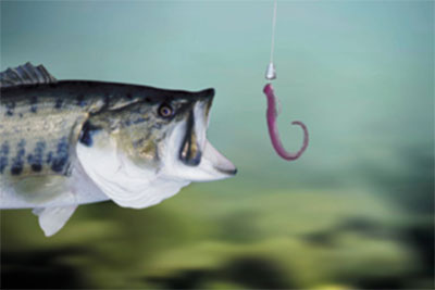 Bait Fishing Worms