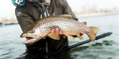 Fish in Utah